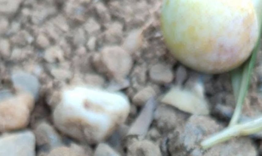 Manisa'da zeytin üreticilerine sinek uyarısı: Mücadele yöntemleri hatırlatıldı