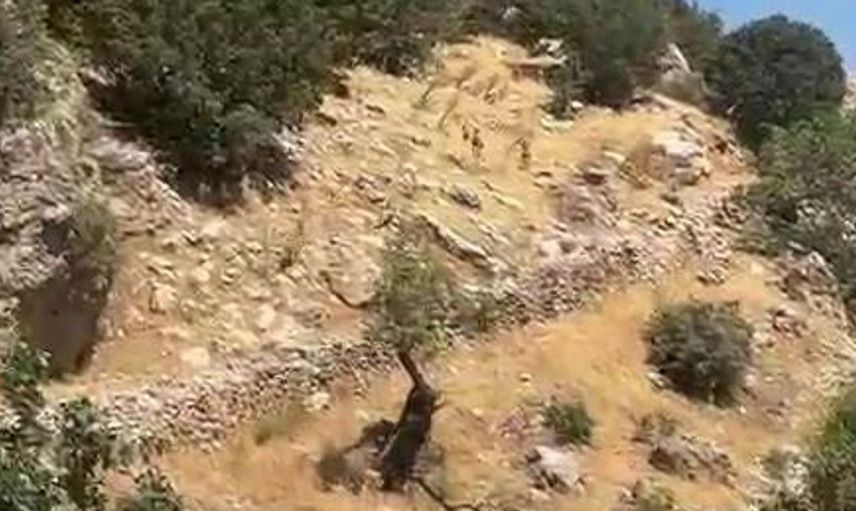 Diyarbakır'ın dağlarında yaban keçileri koruma altında