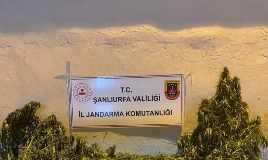 Şanlıurfa'da kenevir operasyonu: 625 kök ele geçirildi