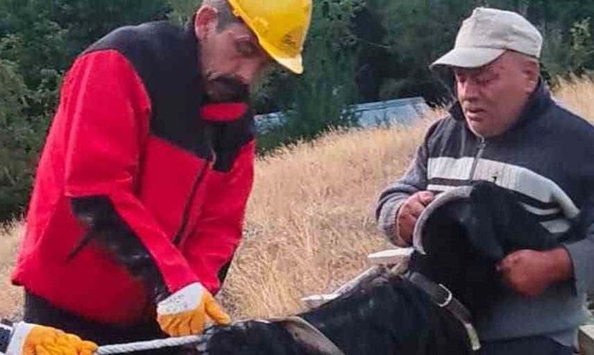 Mudurnu'da derin çukurda kalan keçi itfaiye müdahalesiyle kurtarıldı