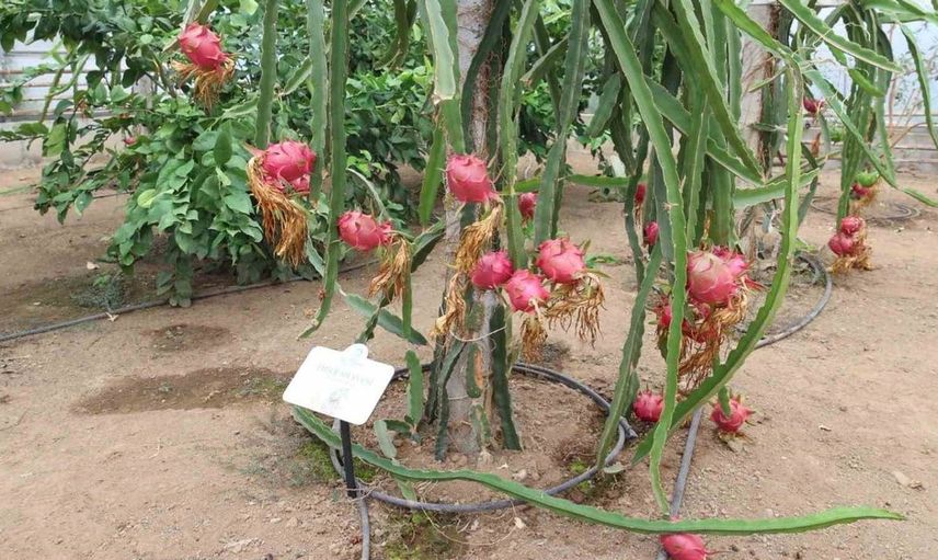 Karadeniz ikliminde tropikal meyve dönemi başlıyor