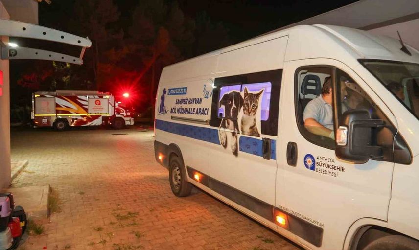 Antalya'daki yangında hayvanlar için seferberlik: 105 köpek güvenli bölgeye nakledildi