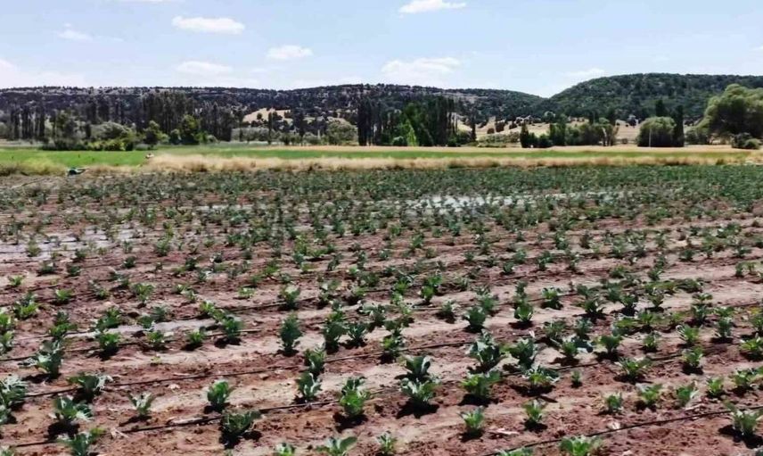 Kütahya'da karnabahar ve çörekotu üretimi denetlendi