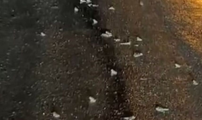 Bingöl'de yoğun yağış sonrası yola çıkan kurbağalar dikkat çekti