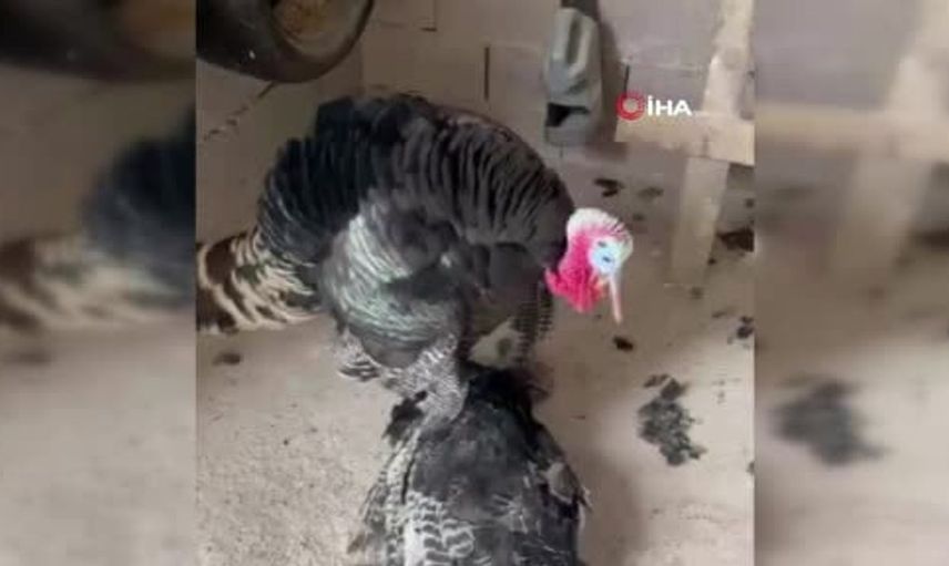 Duygulandıran anlar: erkek hindi, yaşamını yitiren dişi hindinin başından ayrılmadı