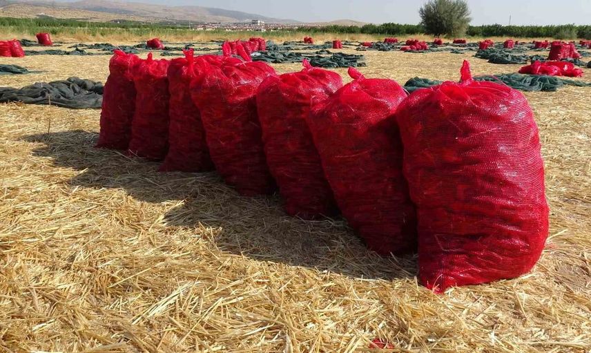 Malatya'nın tarım çeşitliliği artıyor: Kurutmalık domates hasadı başladı