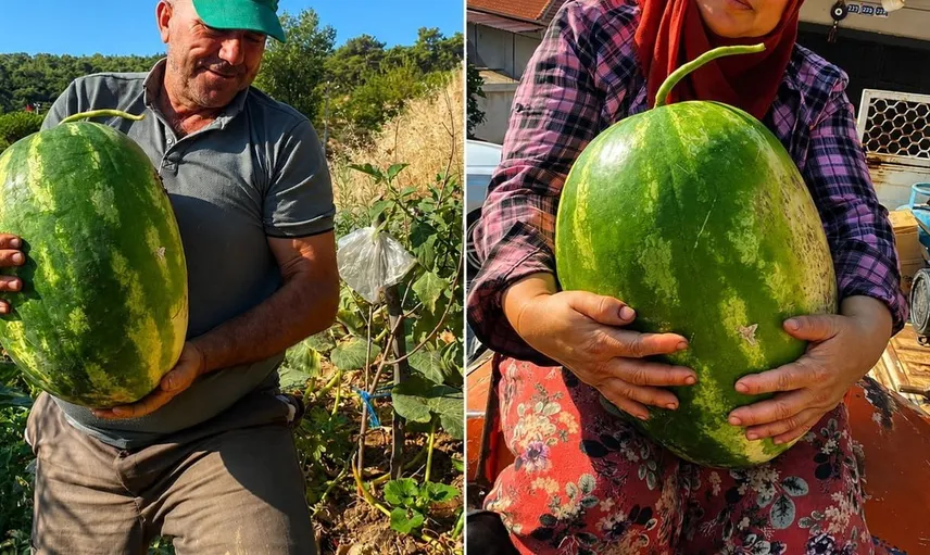 Aydın'da yüksek rakımda dev karpuz ve balkabağı üretimi dikkat çekiyor