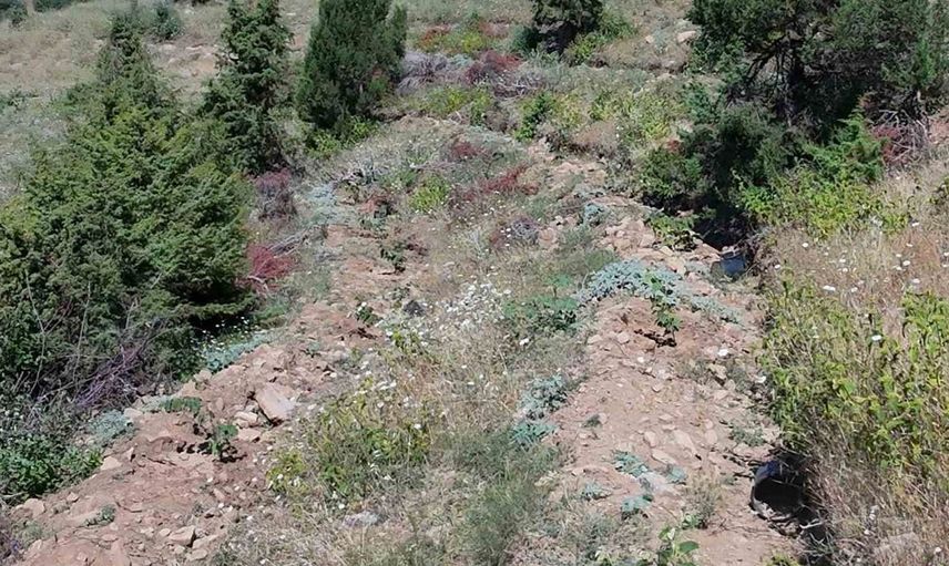 Andırın'da gelir getirici ağaçlandırma çalışmaları sürüyor