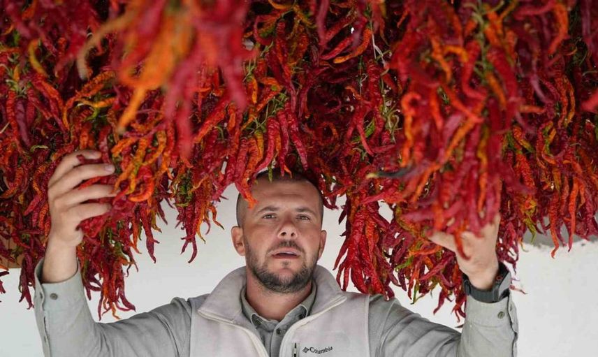 Edirne'nin tescilli Karaağaç acı biberinde hasat ve kurutma dönemi başladı