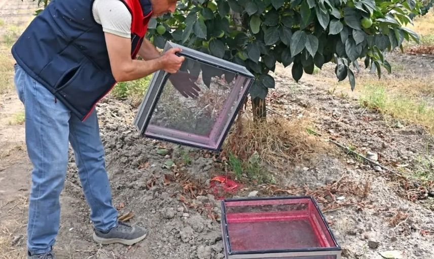 Denizli'de sürdürülebilir tarım için 500 bin erkek sinek doğaya salındı