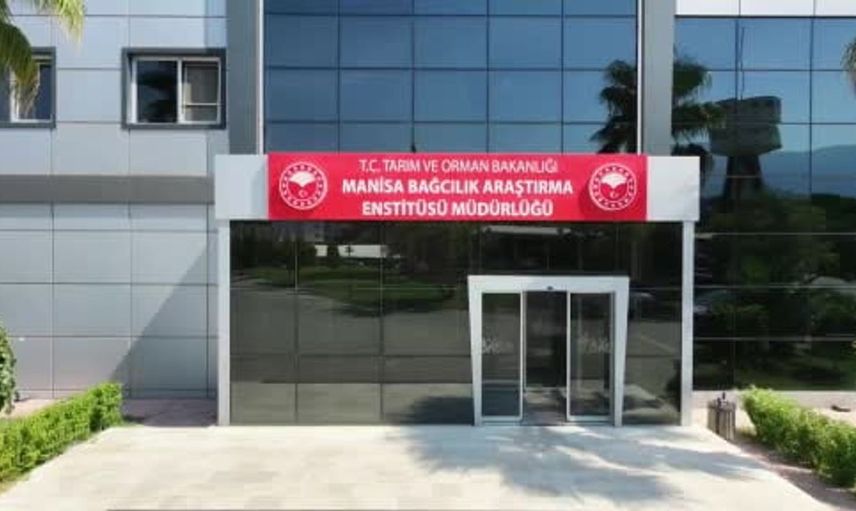 Manisa'da 2026 yılı yaş üzüm hasadı başladı