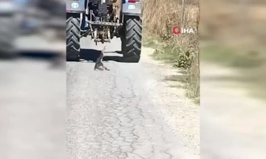 Kahramanmaraş'ta köpeğe işkence eden kişi gözaltına alındı
