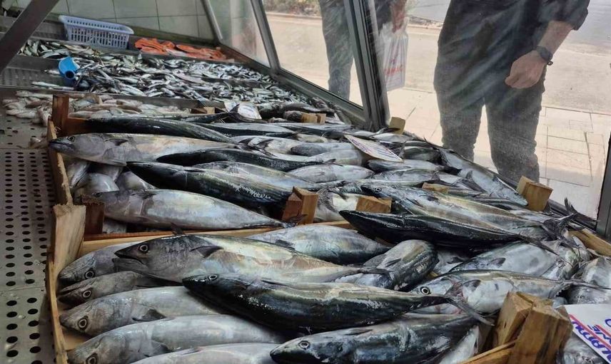 Düzce'de balık sezonu hızlı başladı: Palamut ve hamsinin bolluğu yüzleri güldürüyor