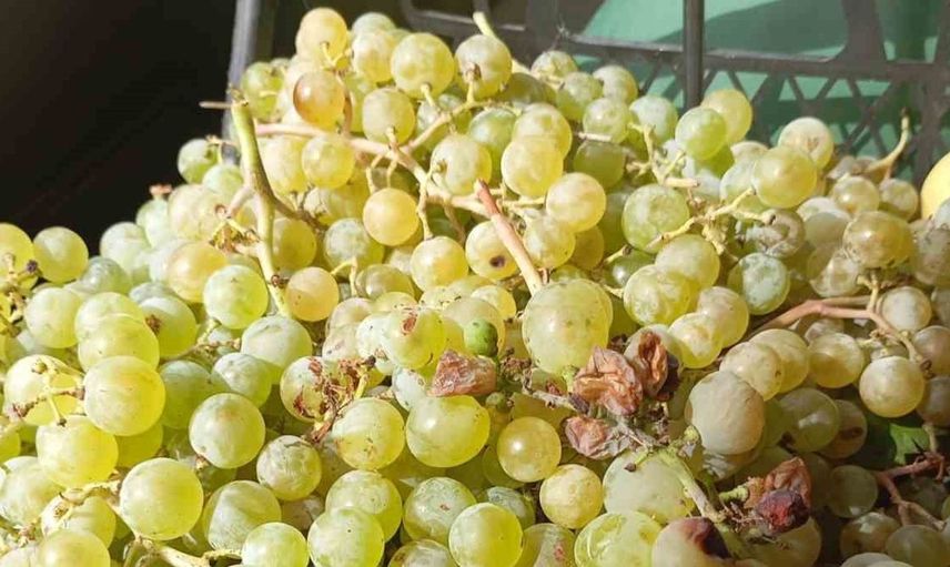 Sülye köyünde bağ bozumu coşkusu: Üzüm bereketi yüzleri güldürüyor