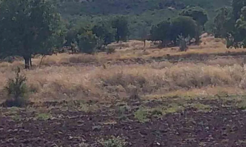 Sivrihisar'da orman yangınına müdahale devam ediyor
