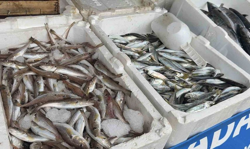 Karaburun'da palamut bolluğu balık tezgahlarını canlandırdı