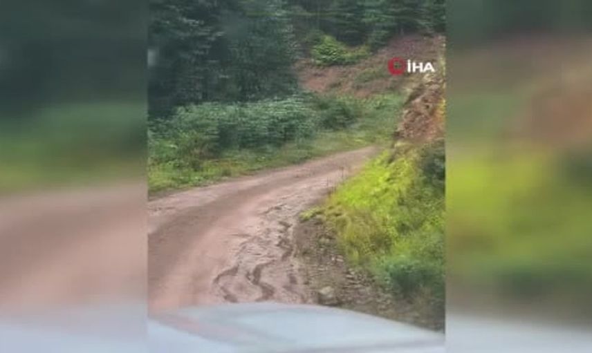 Ormanda beklenmedik buluşma: Yavrularıyla kaçan bozayı ve izleyen ayı