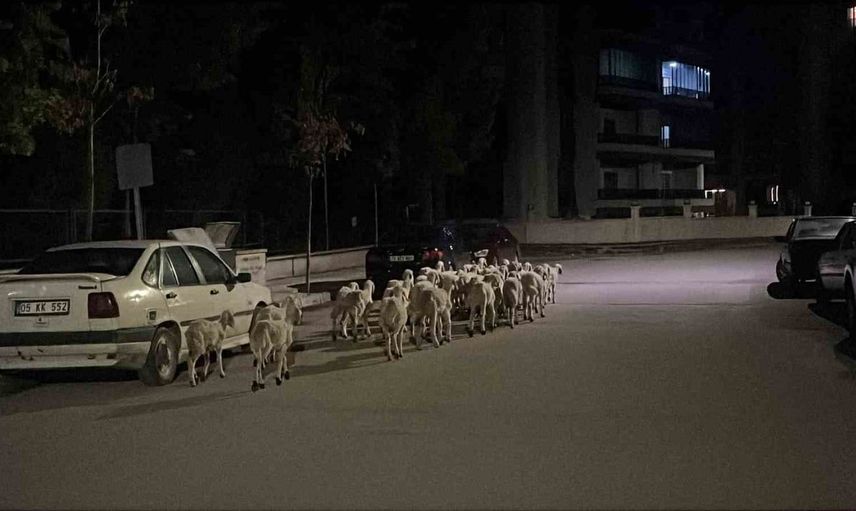 Çorum'da kaçan koyunlar mahallede bulunarak yeniden ağıla döndü