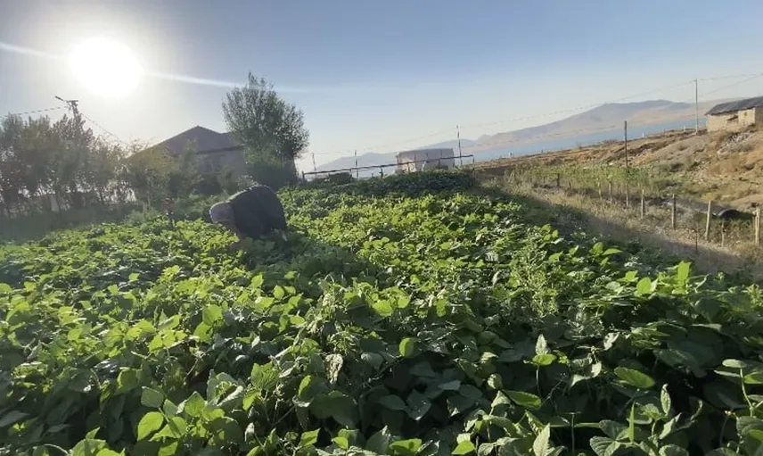 Patnos'ta bostan bereketi kışa hazırlanıyor