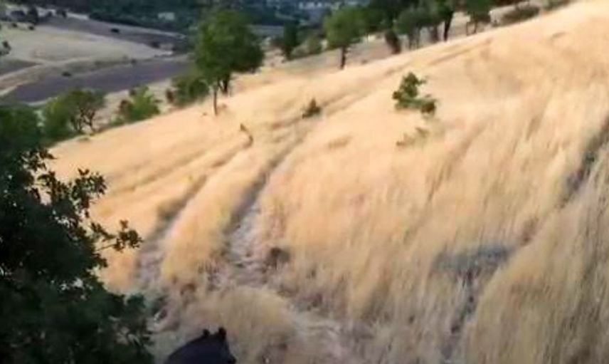 Tunceli’de dronla görüntülenen domuzlar, çiftçilerin korkulu rüyası haline geldi