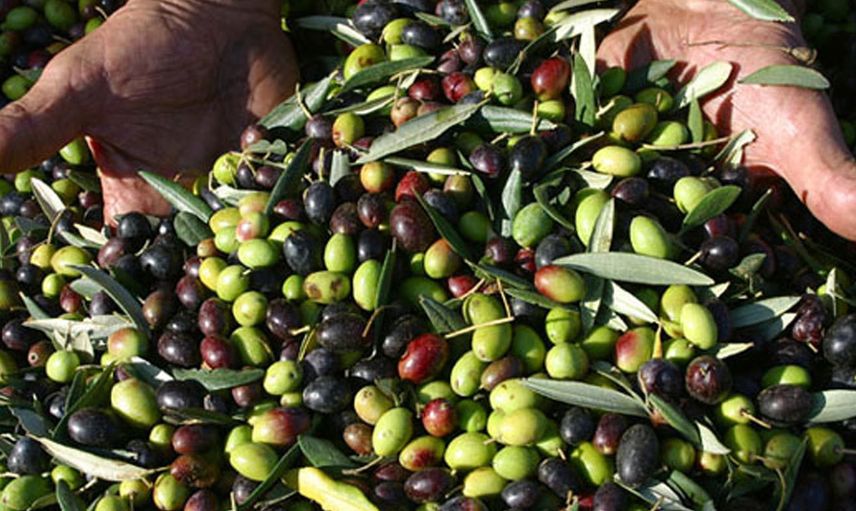 2021 Sezonunda Zeytin İhracatında Rekor Kırıldı, Tam 430 Bin Ton!