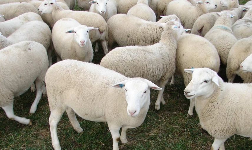 2022 Kurban Bayramı tatili kaç gün olacak, tatil süresi belli oldu mu? Kurban Bayramı ne zaman, hangi tarihte başlıyor?