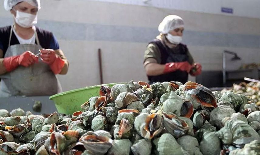2022 yılının ilk çeyreğinde 1 milyon dolarlık deniz salyangozu ihracatı yapıldı!