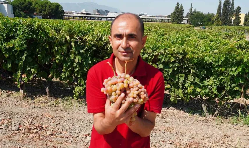 Bronx Seedless üzüm çeşidi, çilek tadıyla dikkat çekiyor