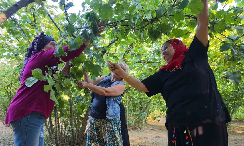 Düzce'de fındık sezonunda kas ağrıları artıyor