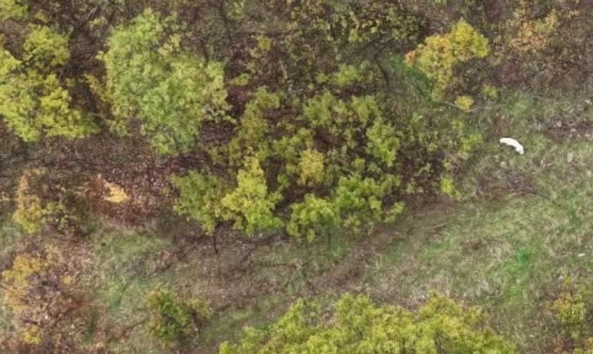 Muş'ta doğanın savaşçıları: Çoban köpeği ve porsuk havadan görüntülendi