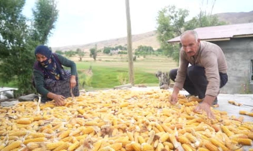 Muş'un Alaniçi köyünde geleneksel mısır hasadı yapılıyor