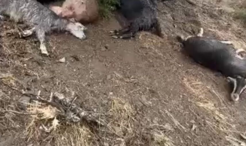Kahramanmaraş'ta yıldırım, 20 keçiyi hayattan kopardı