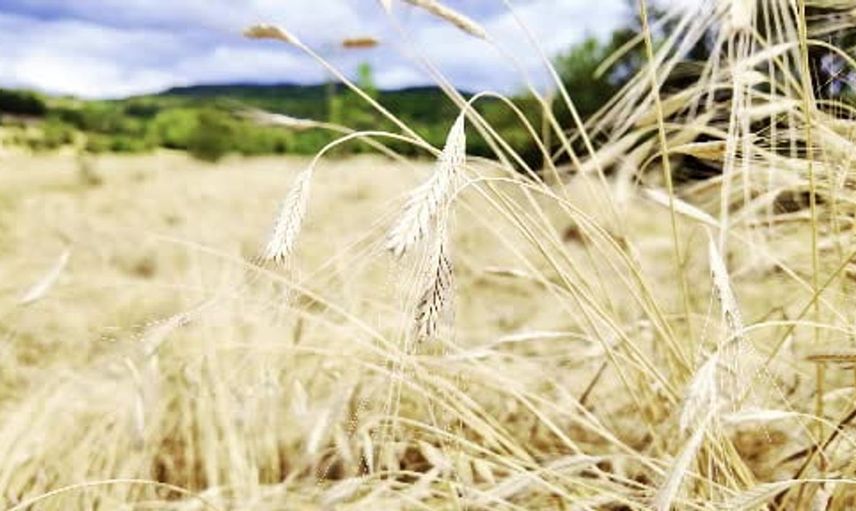 Siyez buğdayında hasat dönemi başladı