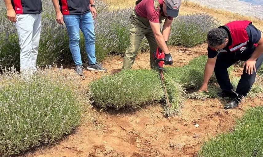 Yahşiler köyünde lavanta hasadı başladı: Ekonomiye yeni bir nefes