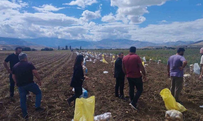 Tercan'da patates hasadı sezonu başladı