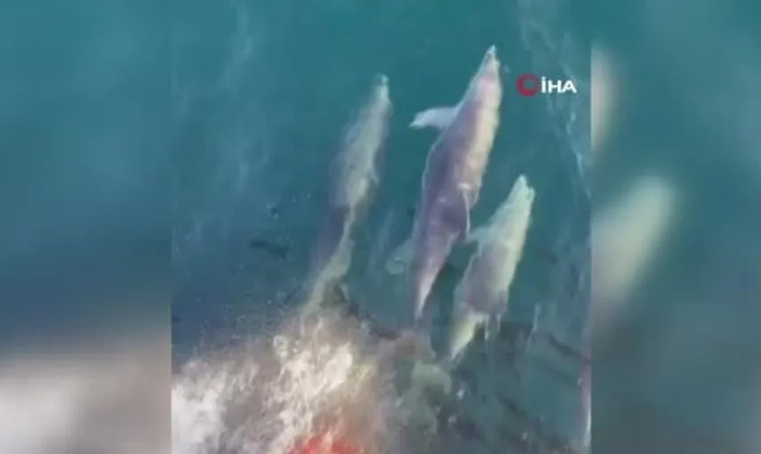 Tekirdağ açıklarında yunuslar feribota unutulmaz anlar yaşattı