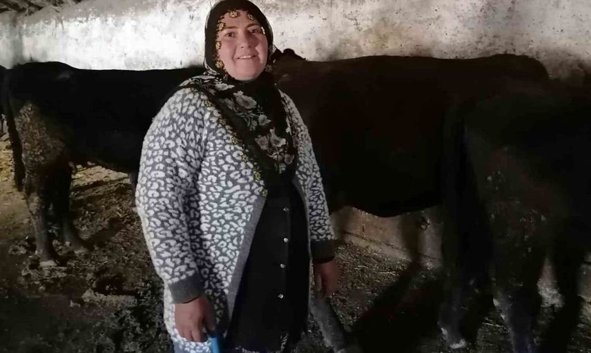 Hınıs'ta kırsalda bereket projesi ilk buzağıları doğurdu