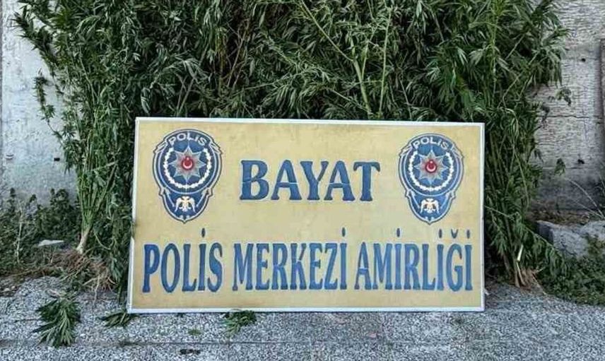 Çorum'da uyuşturucu operasyonu: 46 kök Hint keneviri ele geçirildi