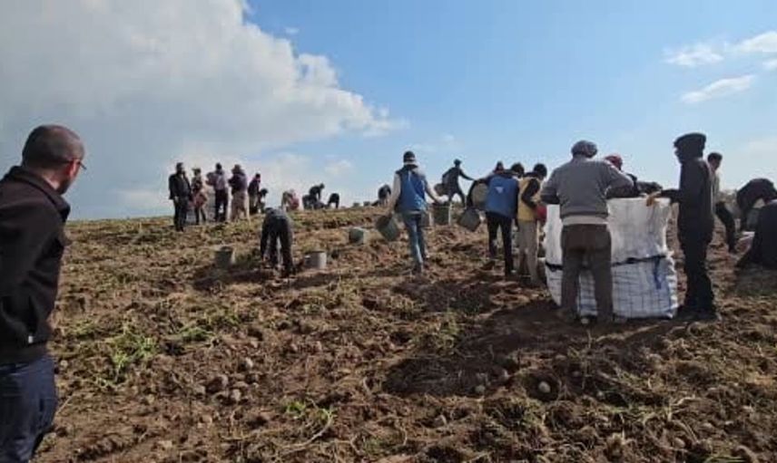 Adilcevaz'da patates hasadı: Mevsimlik işçilerin zorlu mücadelesi