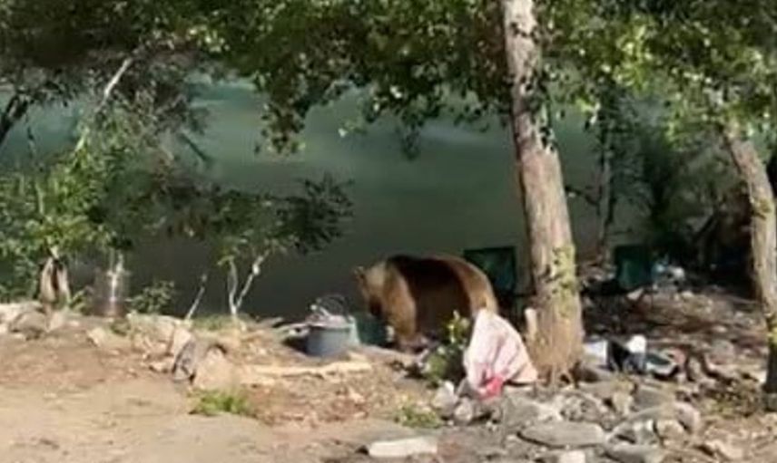 Tunceli’de piknikçilerin yanına bozayı geldi