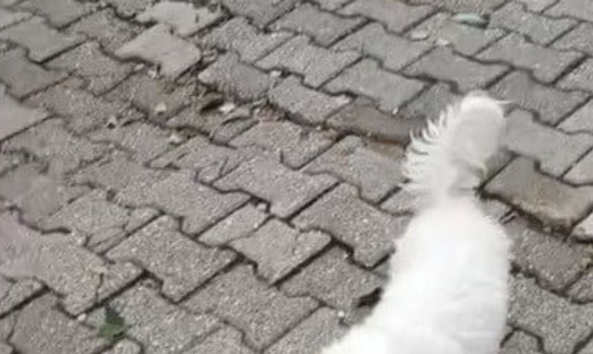 Hızla kaçırılan köpek bulundu: Pamuk sahibine kavuştu