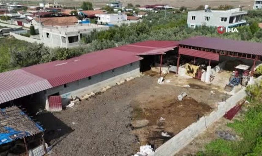 Kırıkhan'da şap hastalığı alarmı: Hayvanlar telef olmaya başladı