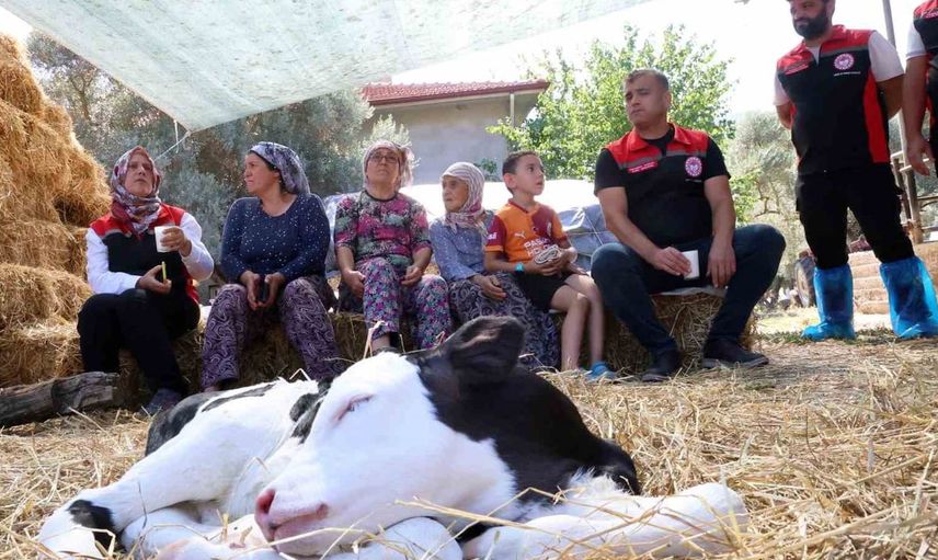 Muğla'da buzağı ölümlerini azaltmak için kapsamlı proje başlatıldı