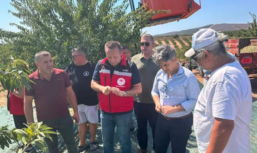 Şarköy'de badem hasadı sezonu başladı: Yerel üretim artıyor