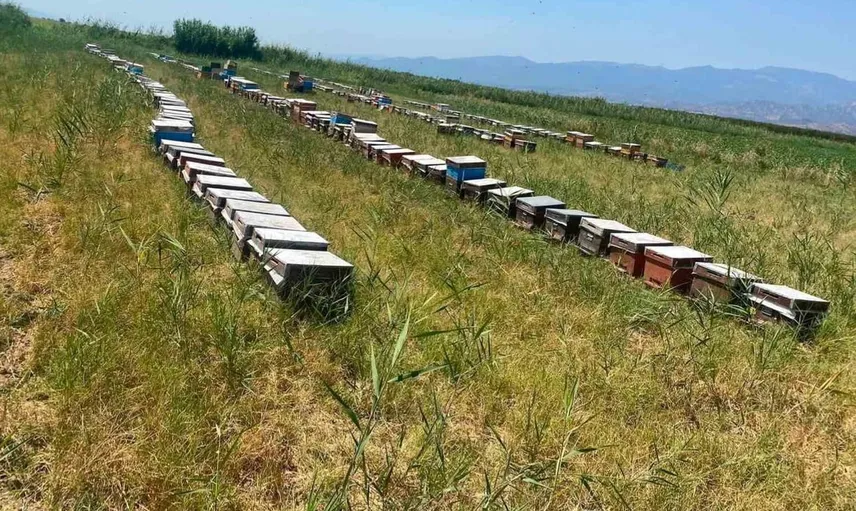 Nazilli'de arıcılığın geleceği için kovan tespit çalışmaları devam ediyor