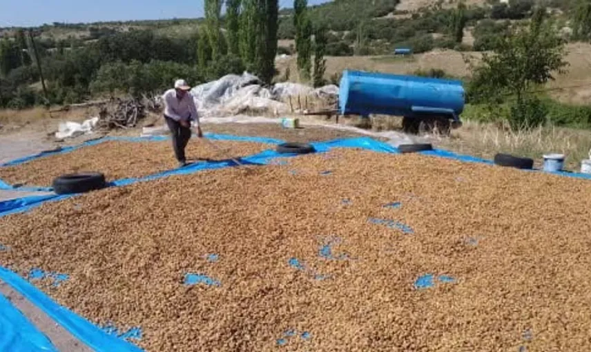 Demirci'de badem hasadı başladı: Üreticiler rekolteyi artırmayı amaçlıyor