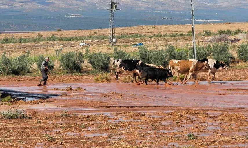 Hatay'da şiddetli yağış tarım arazilerini su altında bıraktı