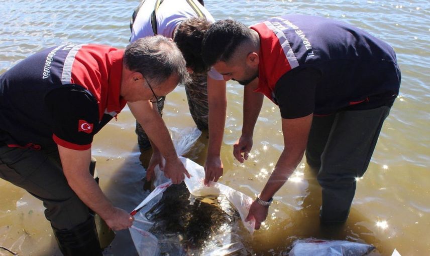 Bolu'da Taşlıyayla Göleti'nde 450 bin pullu sazan yavrusu dağıtıldı