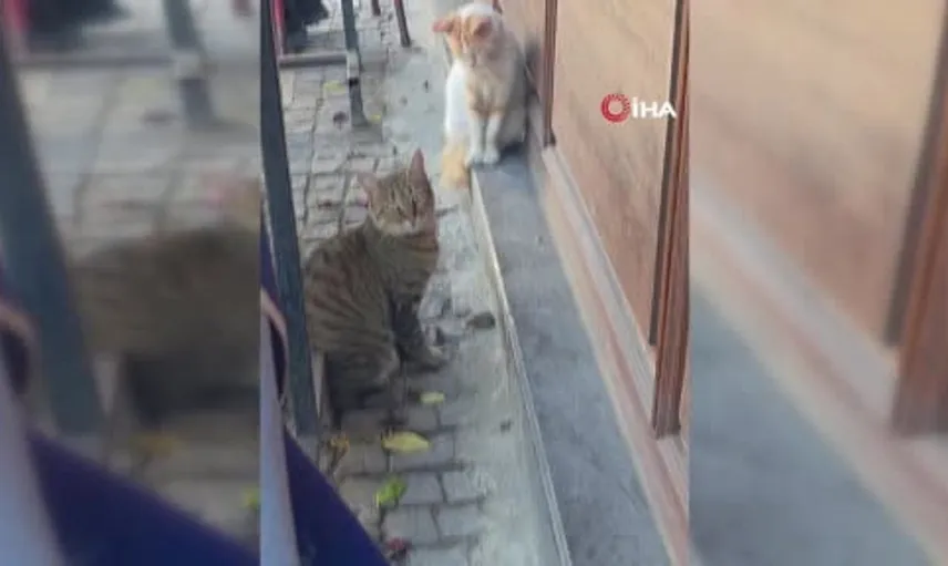 Edirne'de bir kedi, fareyi diğer kediden korumak için nöbet tuttu