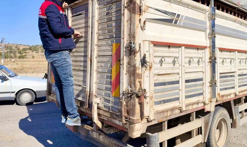 Dazkırı'da canlı hayvan nakli denetimleri devam ediyor